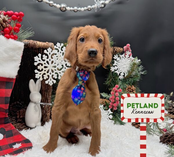 [#252763-05] Mahogany M Irish Setter Puppies For Sale