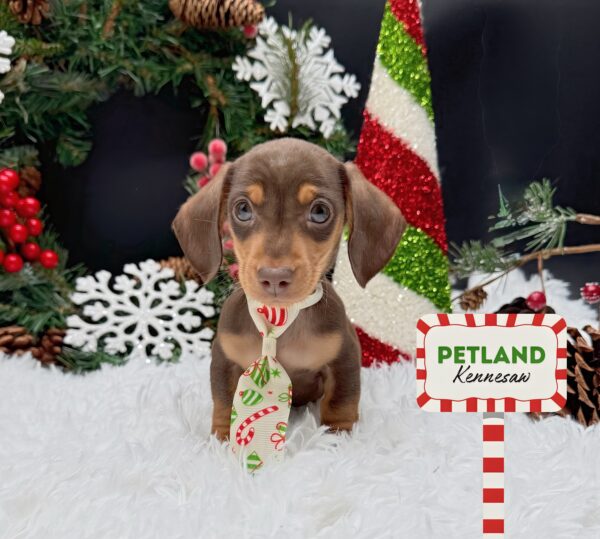 [#252895-03] Chocolate / Tan M Dachshund Puppies For Sale