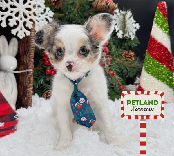 [#252900-01] White / Gray M Chihuahua Puppies For Sale