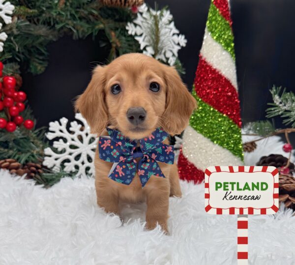 [#252553-05] Red F Dachshund Puppies For Sale