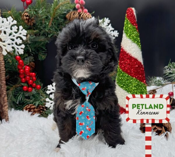[#252304-02] Black M Poodle/ShihPoo Puppies For Sale