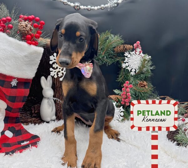 [#252715-07] Black / Rust F Doberman Pinscher Puppies For Sale