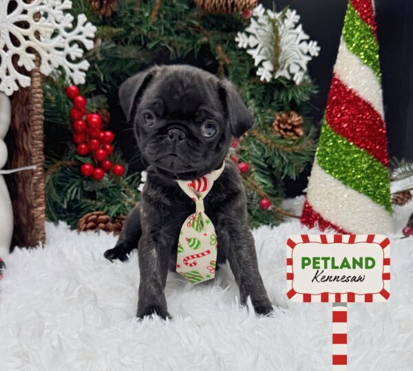 [#253128-02] Brindle M Pug Puppies For Sale