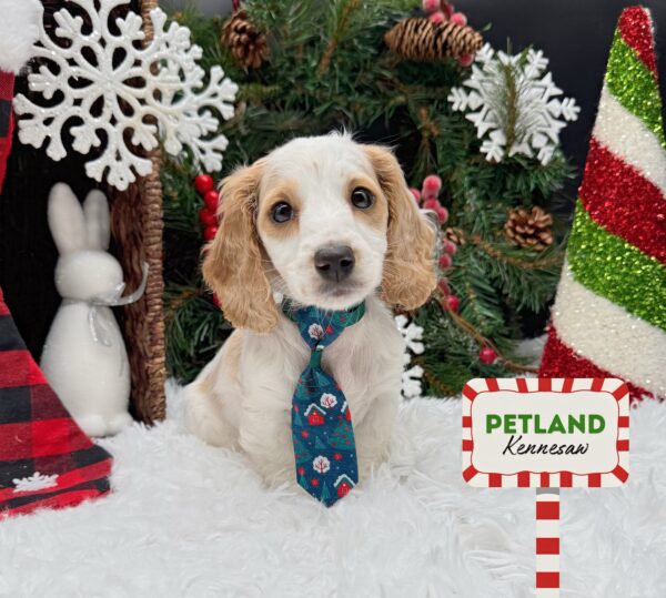 [#253231-03] White / Cream M Dachshund Puppies For Sale