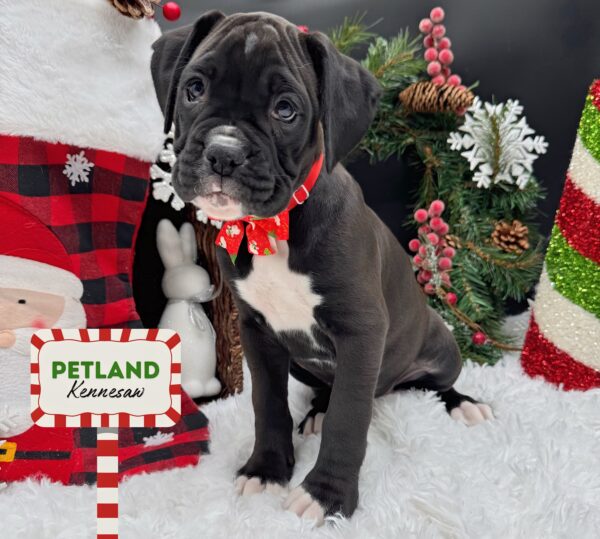 [#25941-10] Black / White F Boxer Puppies For Sale