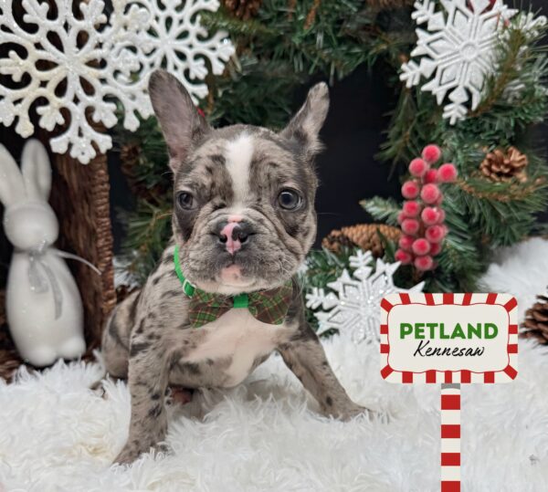 [#252191-02] Blue Merle F Frenchton Puppies For Sale