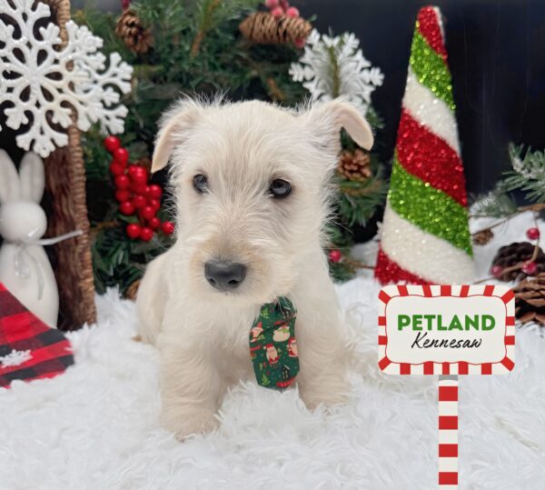 [#252376-01] White M Scottish Terrier Puppies For Sale