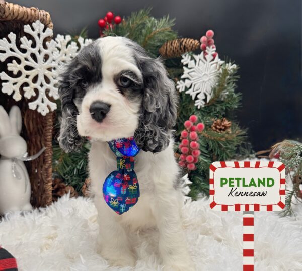 [#252295-03] Blue Merle / White F Cocker Spaniel Puppies For Sale