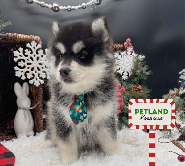 [#252146-03] Black / White M Pomsky Puppies For Sale