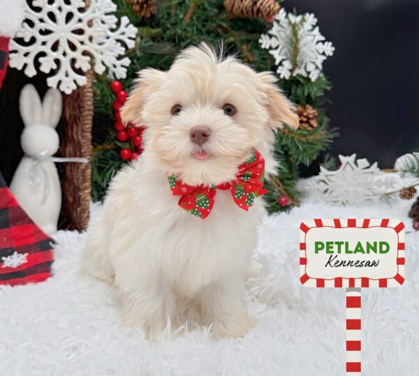 [#251069-02] Cream F Havanese Puppies For Sale