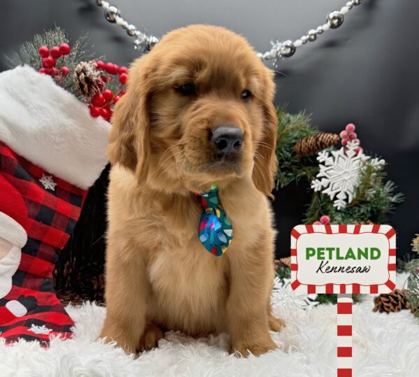 [#25359-03] Red M Golden Retriever Puppies For Sale