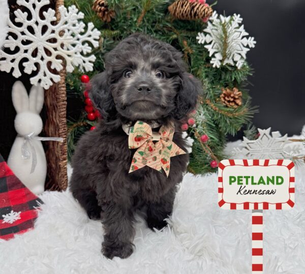[#251058-03] Black F Poodle Puppies For Sale