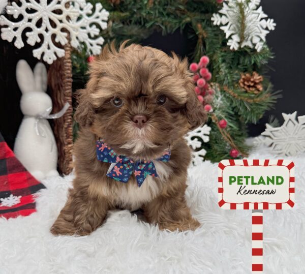[#252517-06] Red Chocolate F Shih Tzu Puppies For Sale