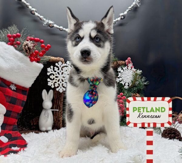 [#25365-01] Black / White M Siberian Husky Puppies For Sale