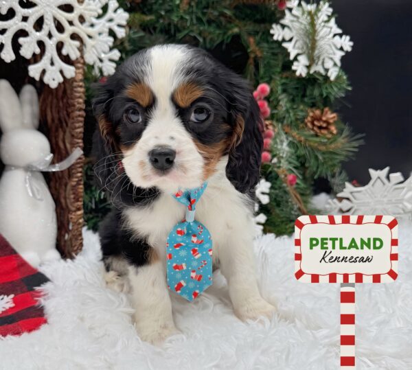 [#252462-03] Tri-Colored M Cavalier King Charles Spaniel Puppies For Sale