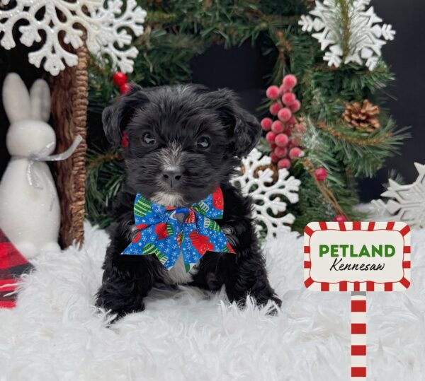 [#252639-05] Black / White F Yochon Puppies For Sale