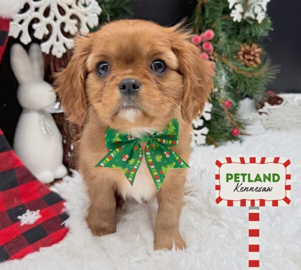 [#252999-03] Ruby F Cavalier King Charles Spaniel Puppies For Sale