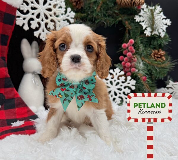 [#252462-04] Blenheim F Cavalier King Charles Spaniel Puppies For Sale