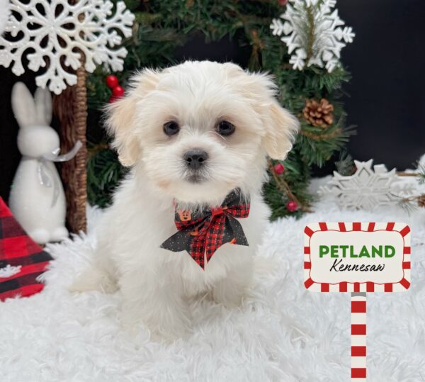 [#253208-03] White / Apricot F Teddy Bear Puppies For Sale