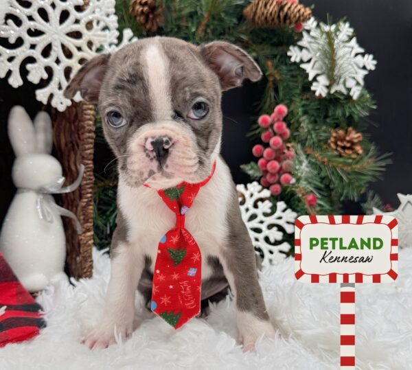 [#253022-06] Blue Merle F Boston Terrier Puppies For Sale
