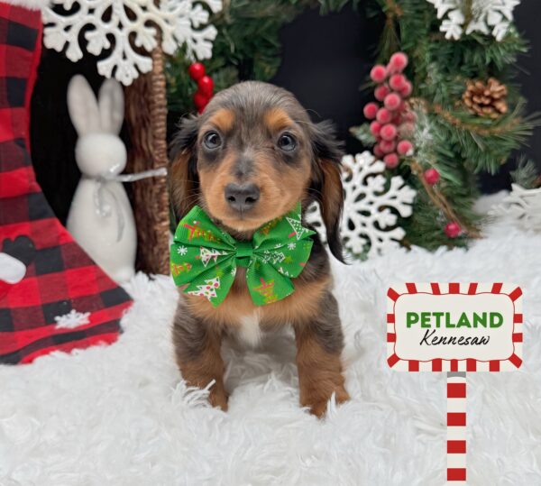 [#252992-04] Blue Dapple F Dachshund Puppies For Sale