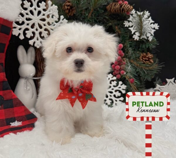 [#253207-03] White F Bichon Frise Puppies For Sale