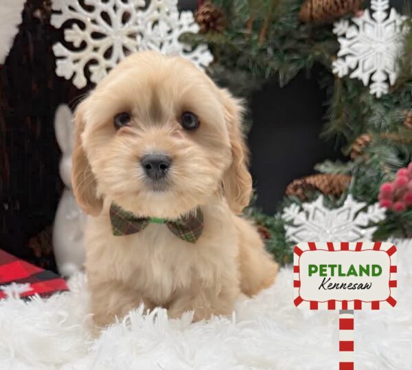 [#252141-02] Apricot F Cavachon Puppies For Sale