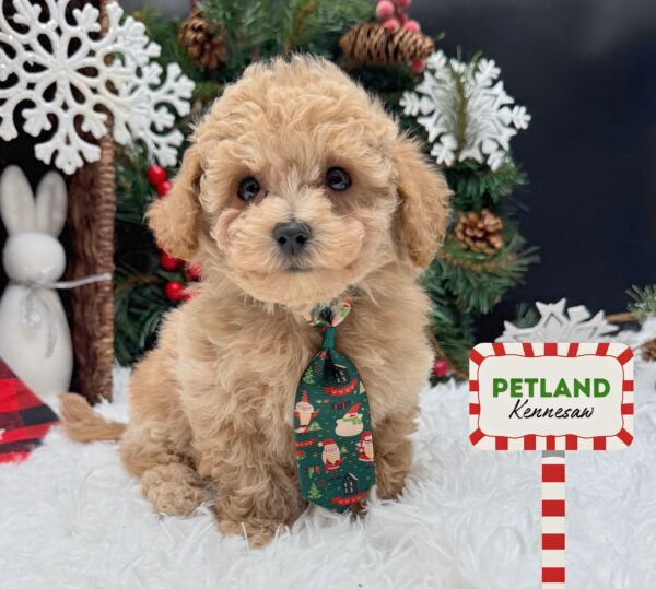 [#253215-02] Red M Bichapoo Puppies For Sale