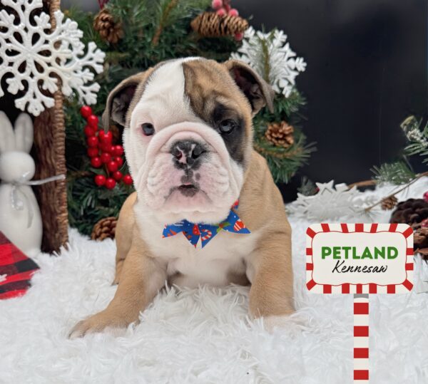 [#252924-03] Red / White F Bulldog Puppies For Sale