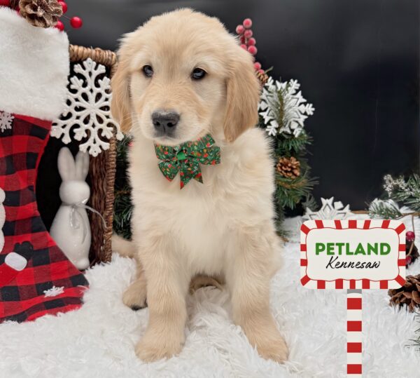 [#25401-07] Golden F Golden Retriever Puppies For Sale