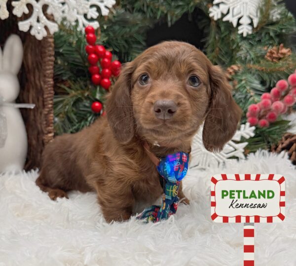 [#252102-02] Red M Dachshund Puppies For Sale