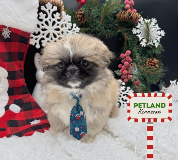 [#252912-01] Fawn M Pekingese Puppies For Sale