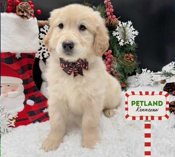 [#25401-08] Golden F Golden Retriever Puppies For Sale