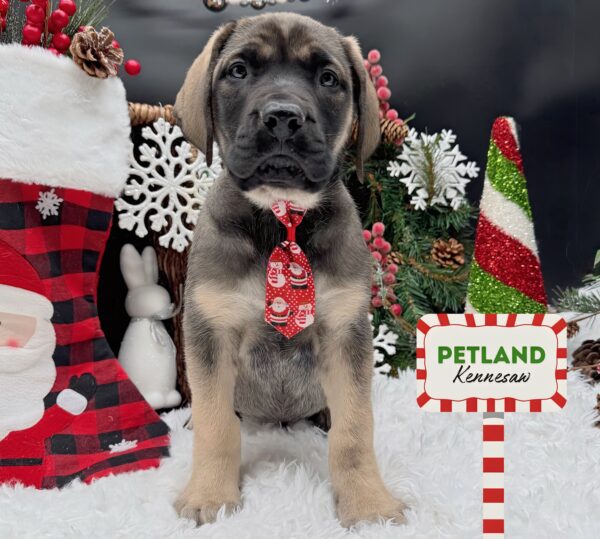 [#25388-04] Fawn M Mastiff Puppies For Sale