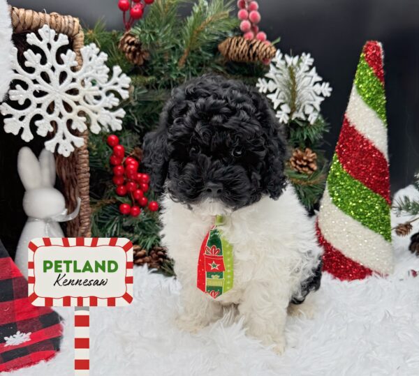 [#251038-01] Black / White M Poodle/Cock A Poo Puppies For Sale