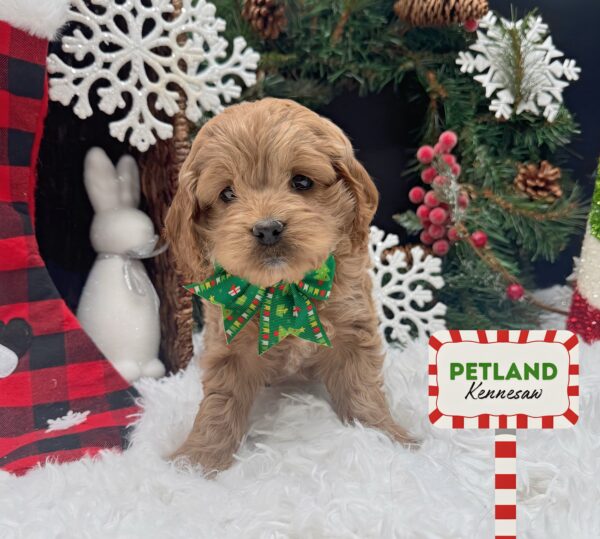 [#252569-04] Buff F Cock A Poo Puppies For Sale