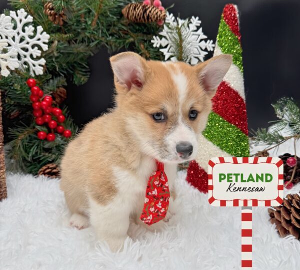 [#252977-02] Red / White M Pembroke Welsh Corgi Puppies For Sale