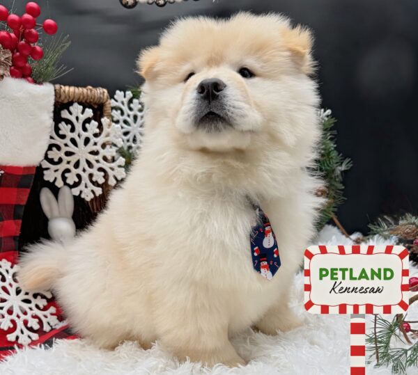 [#252913-01] Cream M Chow Chow Puppies For Sale