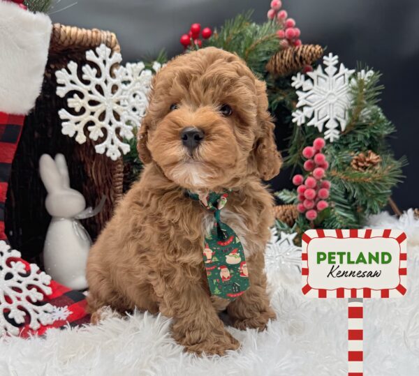 [#25354-02] Red M Poodle Mini Puppies For Sale