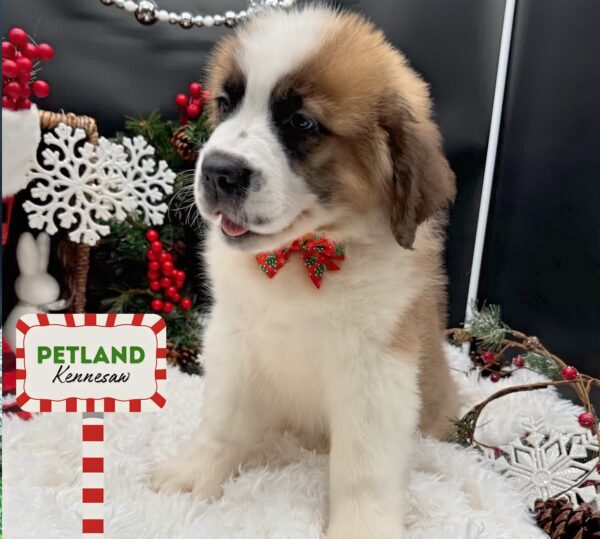 [#253016-05] Brown / White F Saint Bernard Puppies For Sale