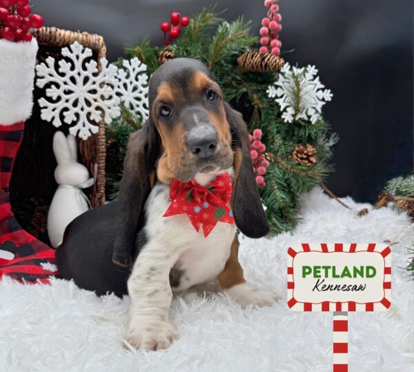 [#252863-07] Tri-Colored F Basset Hound Puppies For Sale