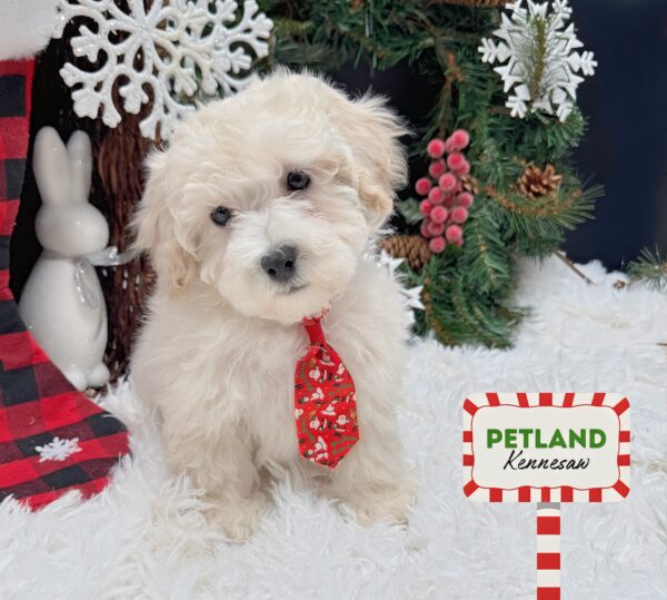 [#253014-01] Apricot M Bichapoo Puppies For Sale