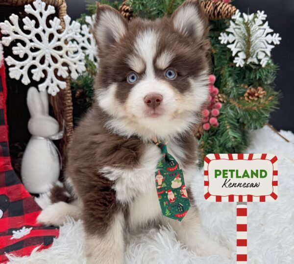 [#253206-01] Red / White M Pomsky Puppies For Sale