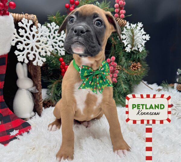 [#25379-05] Fawn / White F Boxer Puppies For Sale