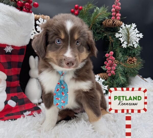 [#25370-02] Red M Miniature Australian Shepherd Puppies For Sale
