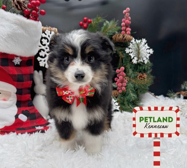 [#252422-01] Black / Tan F Toy Australian Shepherd Puppies For Sale