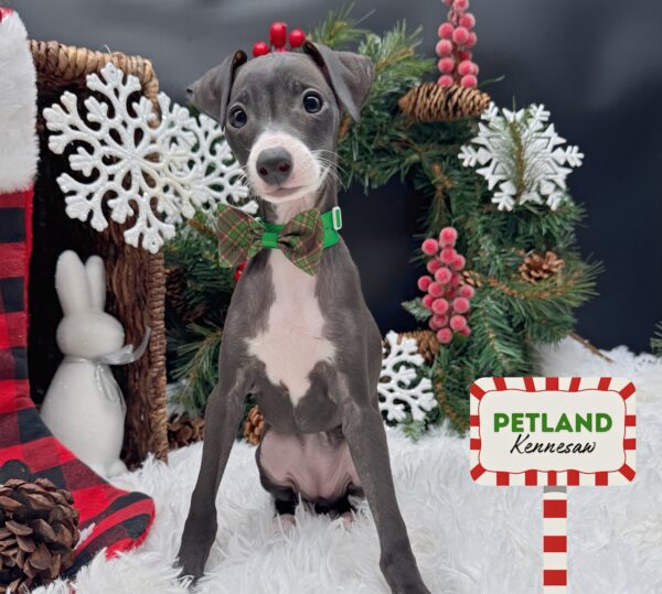 [#252842-04] Black / White F Italian Greyhound Puppies For Sale