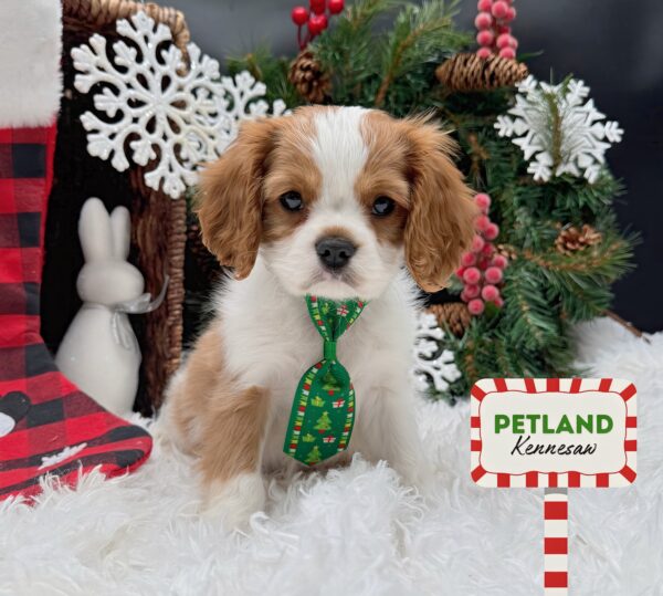 [#252958-01] Blenheim M Cavalier King Charles Spaniel Puppies For Sale