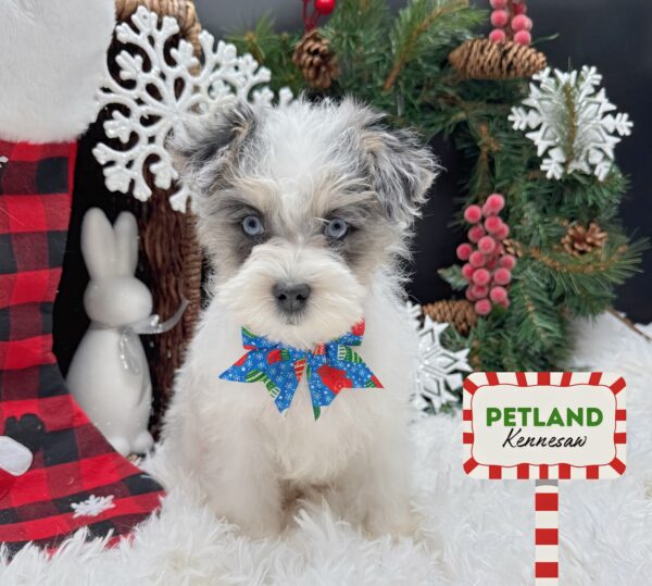 [#253175-05] Blue / White F Maltipoo Puppies For Sale