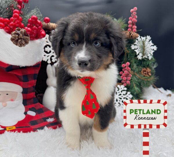 [#252858-01] Tri-Colored M Australian Shepherd Puppies For Sale